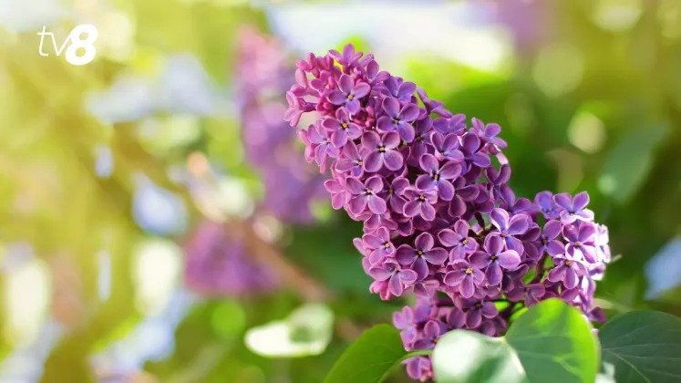 meteo liliac (3)