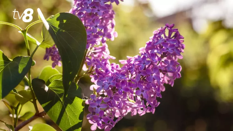 meteo liliac (2)