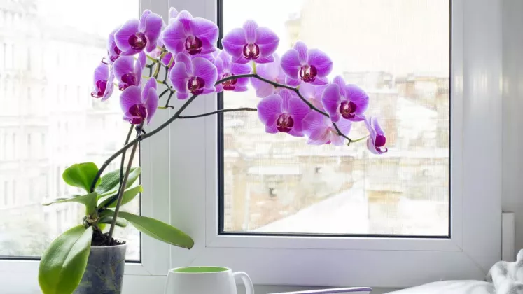 orchid-pot-shutterstock_491195248_0