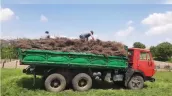 /ВИДЕО/ Тысячи саженцев для молдавского заповедника засохли ещё до высадки — вероятно, из-за халатности сотрудников