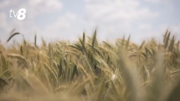 roada orz cereale agricultură fermier