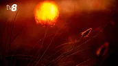 /HARTĂ/ Alertă meteo: Cod galben și portocaliu de caniculă. Temperaturile vor ajunge până la +36°C