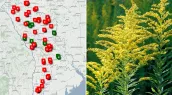/ВИДЕО/ Штрафы до 6000 леев: в Молдове усилили борьбу с амброзией перед началом сезона цветения