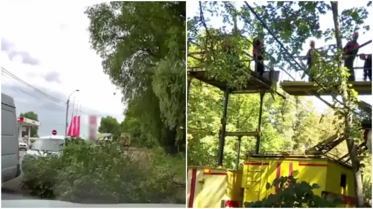 дерево