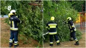 /ВИДЕО/ Поваленные деревья и перебои со светом. Спасатели ликвидируют последствия непогоды