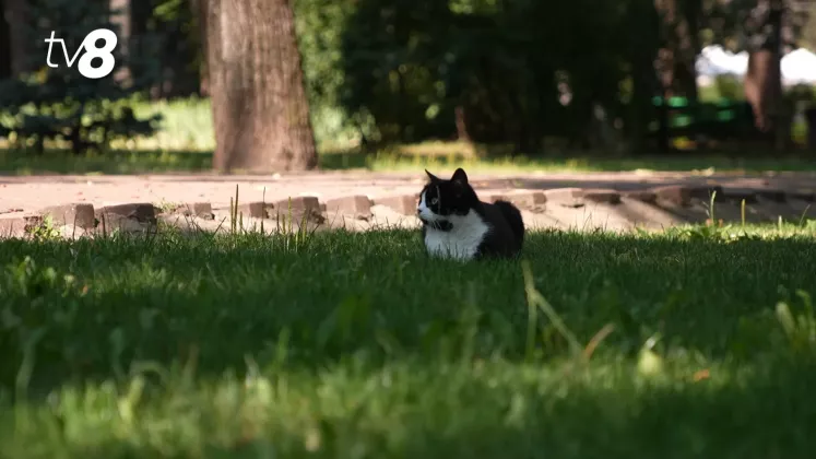 pisica meteo Chișinău animale