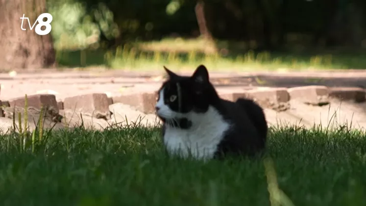 pisica meteo Chișinău animal