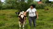 /VIDEO/ Povestea unei orășence care crește vaci la Sîngera: „Nu le-aș da pentru nimic”