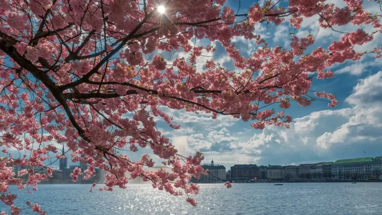 sakura