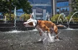 В Молдову 11 августа возвращается жара: температуры достигнут +35°C