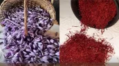 /VIDEO/ 200 de flori pentru un singur gram de șofran. Povestea Irinei Marin, care cultivă condimentul rar la Neculăieuca