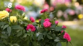 Погода сегодня, 23 августа: жара немного спала