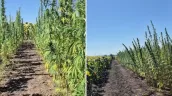 /VIDEO/ Alertă falsă la Băcioi? Plantație de cânepă, descoperită printre culturile agricole
