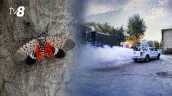 /FOTO/ Alertă la Chișinău: O insectă periculoasă, găsită pentru prima dată în Moldova