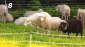 /VIDEO/ Cruzime la o stână din Drochia: 62 de oi și capre, lăsate să moară de foame și de sete

