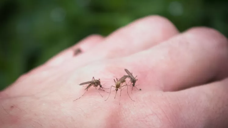 west nile
