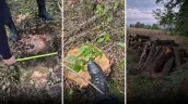 В Каларашском районе незаконно вырубили десятки деревьев. Moldsilva проводит расследование