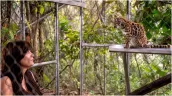 /ВИДЕО/ В лесах Боливии учёные обнаружили новый вид дикой кошки — Leopardus tilcayo