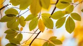 Погода в Молдове сегодня, 10 октября: теплые выходные