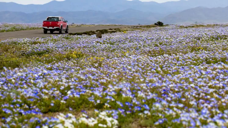 flori atacama