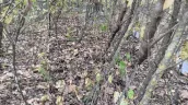 Explozie într-o pădure din Anenii Noi: O dronă ar fi căzut în extravilanul satului Geamăna