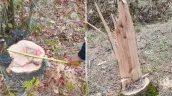 В Дондюшанском районе незаконно вырубили более 120 деревьев: ущерб превысил 50 тысяч леев
