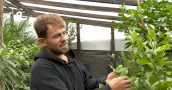 /ВИДЕО/ Лимоны, инжир и помело: как растениевод из Оргеевского района создал экзотическую теплицу