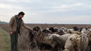 /VIDEO/ Viața la o stână din Orhei, dincolo de oi și brânză: Cum se pregătește ferma pentru iarnă