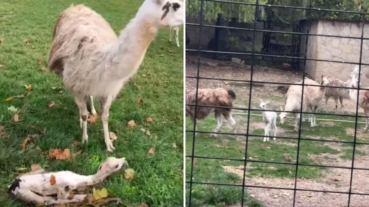 lama