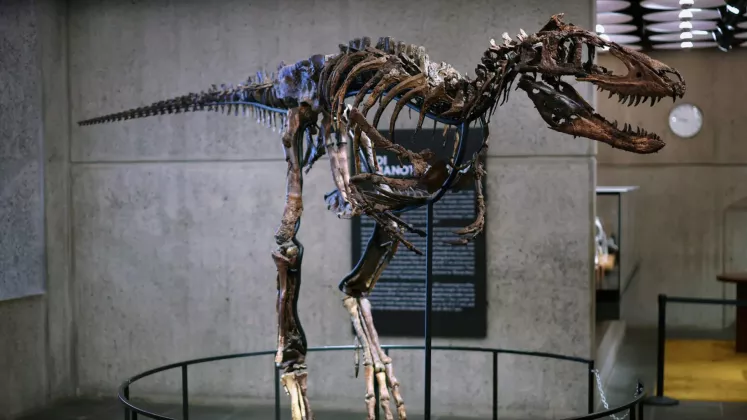„Jodi”, scheletul de Nanotyrannus