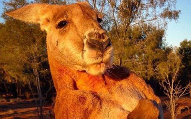 kangaroo-2-story-fb_647_020916062801