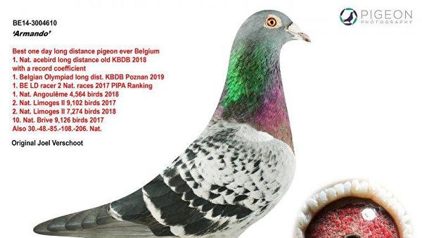 pipa
