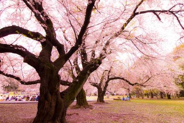 sakura