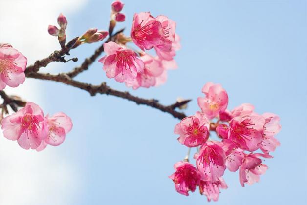amazingjapan