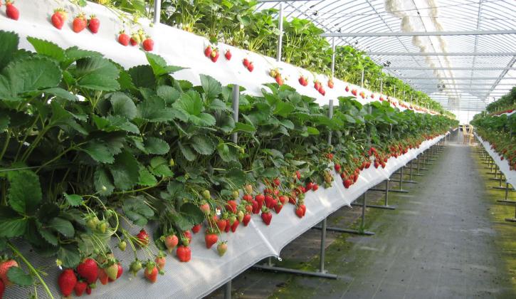 фото: agroexpert