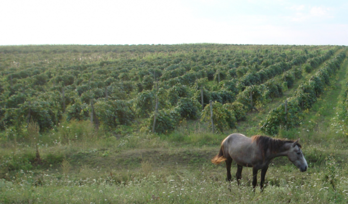 фото: wikimedia