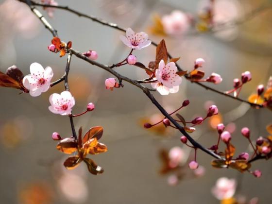 2014nature___flowers_____the_branch_of_a_cherry_tree_091628_29