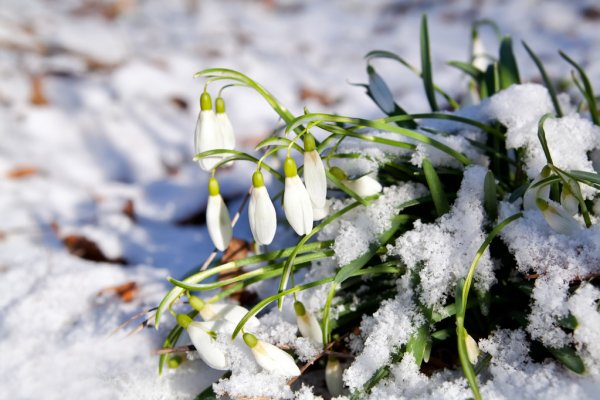 depositphotos_27882587-stock-photo-snowdrops-flowers-in-snow-at