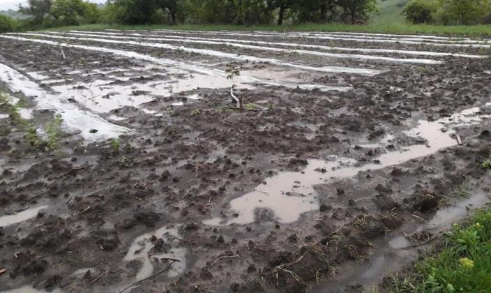 Фото: Agrobiznes.md