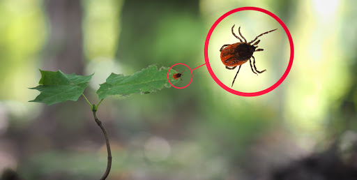 tick-encephalitis-in-a-young-plant-in-the-forest