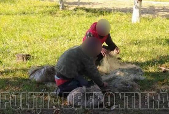 peste1