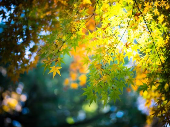 sunlight-forest-fall-leaves-nature-branch-green-yellow-bokeh-maple-leaves-light-tree-autumn-leaf-plant-season-land-plant-flowering-plant-woody-plant-1706x1280-px-516434