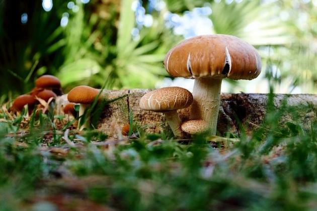 Foto: ecoportal