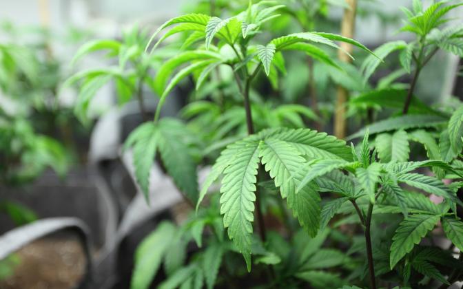 marijuana-crop