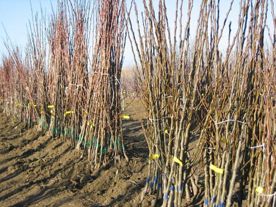 Foto: producatoriagricoli