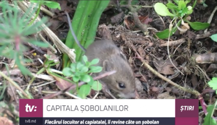 sobolani