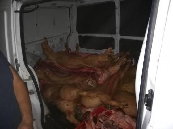 carne-3