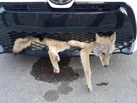 coyote-1