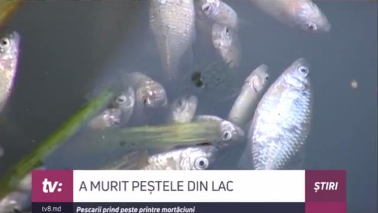 peste-mort