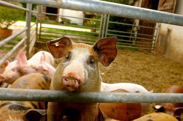 Foto: agro-tv
